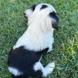Boy 1 - Black tri-color male Aussiedoodle puppy in Reddick, Florida from Cooper’s Mini Doodles