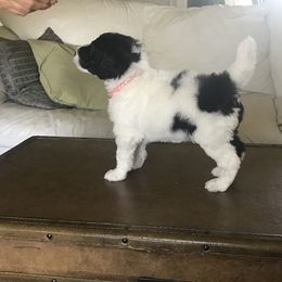 Poodle Puppies from High Mesa Standards