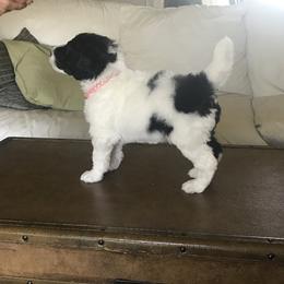Poodle Puppies from High Mesa Standards
