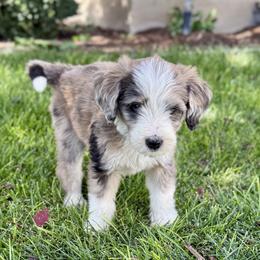 Treat - Chocolate merle female Bernedoodle puppy in Springville, Utah from Oodles of Bernedoodles