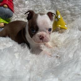 Teddy - Red male Boston Terrier puppy in Manchester, Iowa from Stogdill's Baby Bullies