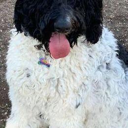 Bernedoodles from Gigis Bernedoodles