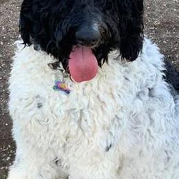 Bernedoodles from Gigis Bernedoodles