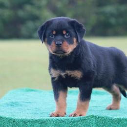 Tacoma - Black and mahogany female Rottweiler puppy in Uniontown, Alabama from CedarBluff Rottweilers