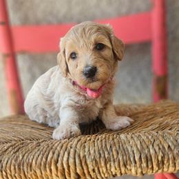 Pink collar girl - Cream female Goldendoodle puppy in Tucson, Arizona from Ever After Doodles Arizona