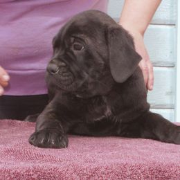 Boy 3 - Cane Corso puppy in Arlington, Washington from Folkvar Cane Corso