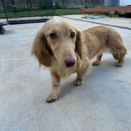 Honey - Dachshund