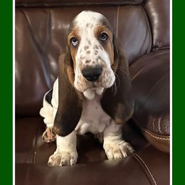 Boy 3 - Brown black and white Basset Hound puppy in Columbia, South Carolina from Pawmetto Hounds