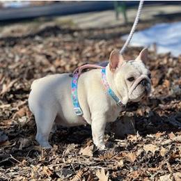 Aurora (Aura) - French Bulldog