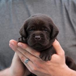 Eliza - Chocolate female Labrador Retriever puppy in Morriston, Florida from Penny Lane Labradors