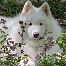 Samoyed All Grown Up from Galaxy Samoyeds