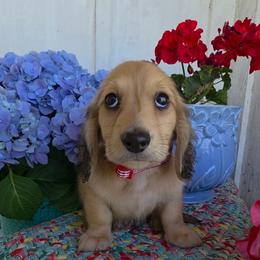 Teddy 3000 - Cream male Dachshund puppy in Lexington, Oklahoma from Long Doggy Acres Miniature Dachshunds