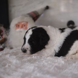 Boy 2 - Black and white male Aussiedoodle puppy in Pomona, California from Socal Aussiedoodles