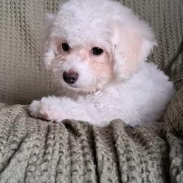 Maltipoo Puppies from Little Cupcakes and Little Punkins Maltipoos