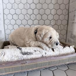 Will - Cream male Goldendoodle puppy in Mount Pleasant, Utah from Betty's Goldendoodles