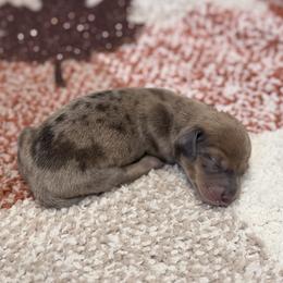 Cedar - Dapple male Dachshund puppy in Purdy, Missouri from Shotgun Pups