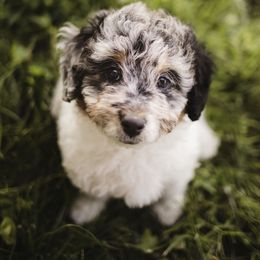 Aussiedoodle Puppies from Olive Tree Mini Aussiedoodles