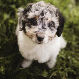 Aussiedoodle Puppies from Olive Tree Mini Aussiedoodles