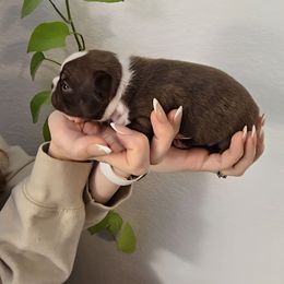 Kelly - Seal brindle and white female Boston Terrier puppy in Orem, Utah from Lost Valley Bostons