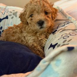 Chip - Brown male Maltipoo puppy in Mahwah, New Jersey from Awwws-n-Pawws