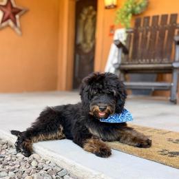 Leo - Phantom male Bernedoodle puppy in Wickenburg, Arizona from Houskerville Doodles
