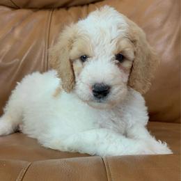 Mr. Smee - Parti male Goldendoodle puppy in Pittsburg, Texas from Peachy Pine Goldendoodles