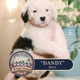 Dandy - Gray and white male Old English Sheepdog puppy in Cleveland, Tennessee from Narrow Path Old English & Sheepadoodles