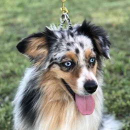 Cutter - Miniature Australian Shepherd