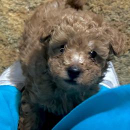 Poodle puppies from Angelbabies Toy Poodles