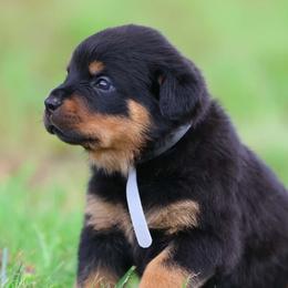 Rottweiler puppies from Schone Rasse Rottweilers
