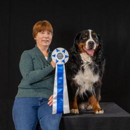 Halas - Bernese Mountain Dog