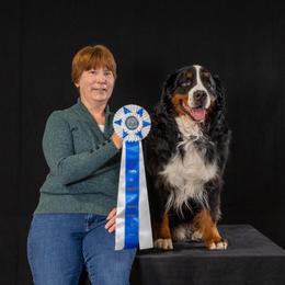 Halas - Bernese Mountain Dog