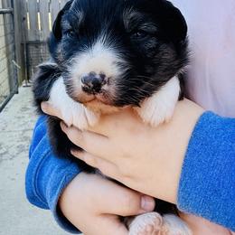 Jam - Black tri-color female Australian Shepherd puppy in Ashland, Ohio from SS Australian Shepherds