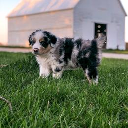 Australian Shepherd Puppies from Beaver Creek Aussies