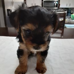 River Rose (Pink) - Black and tan female Yorkshire Terrier puppy in Fayetteville, Tennessee from Mina's Yorkies