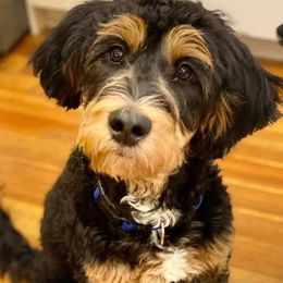 Aussiedoodles, Bernedoodles, and Goldendoodles from Imels Doodles