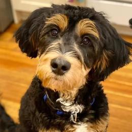 Aussiedoodles, Bernedoodles, and Goldendoodles from Imels Doodles