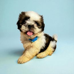 AKC-Toby - Tricolor male Shih Tzu puppy in Charlotte, North Carolina from Judy's Shih Tzus