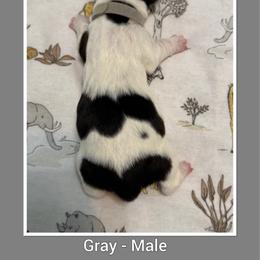 Gray - Black white and brown male Basset Hound puppy in Columbia, South Carolina from Pawmetto Hounds