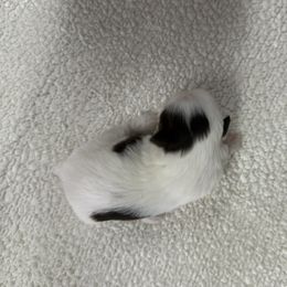 Naomi - Liver and white female Shih Tzu puppy in Columbia, Kentucky from Lisa Bandy Shih Tzu