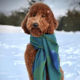 AUTUMN - Poodle