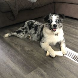 Bindy - Australian Shepherd