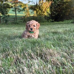 Milo - Apricot male Cavapoo puppy in East Earl, Pennsylvania from White Creek