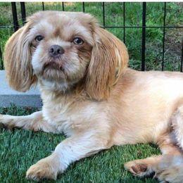 Radar - Shih Tzu