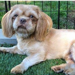 Radar - Shih Tzu