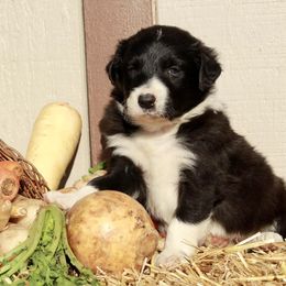 Border Collie Puppies from Gulan Farm Border Collies