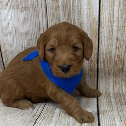 Aspen's Blue Female - Apricot female Goldendoodle puppy in Great Falls, Montana from Montana Goldendoodles