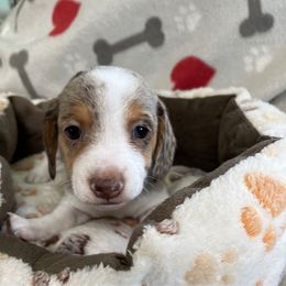 Purple - Dapple female Dachshund puppy in Cumby, Texas from Dog Daze Ranch