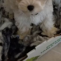 Miniature Schnauzer puppies from Dogs and Cats Castle Mini Schnauzers