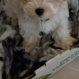 Miniature Schnauzer puppies from Dogs and Cats Castle Mini Schnauzers